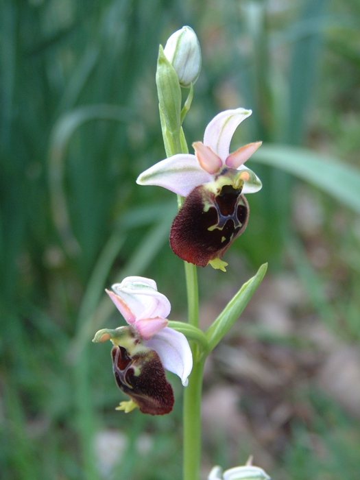 Ibrido Ophrys x ....